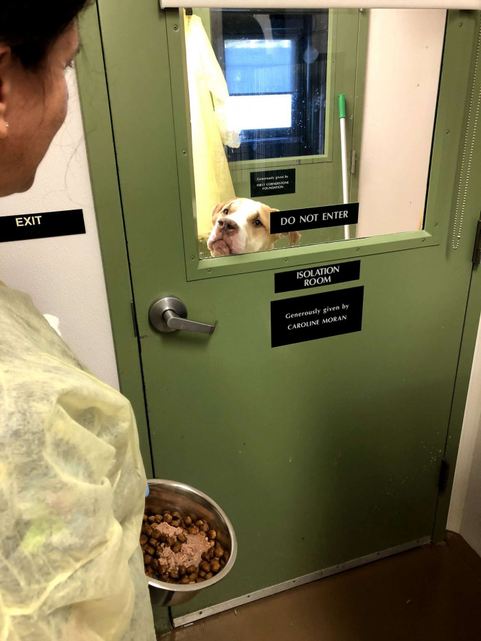 Coco, the shy yet sweet dog.