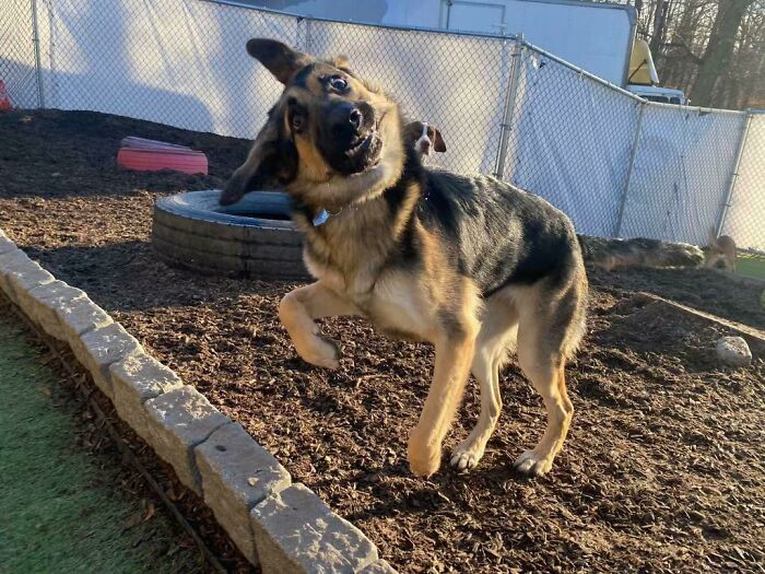 7. Here is my beautiful and graceful girl at doggy daycare