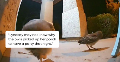Owls Arranged a Surprise Welcome Party on the Front Porch of the Woman Who Has Just Moved into the House