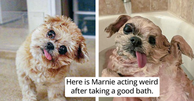 15 Pictures Of Pets Showing Their True Nature Before And After Taking A Bath Will Leave You Laughing Hysterically