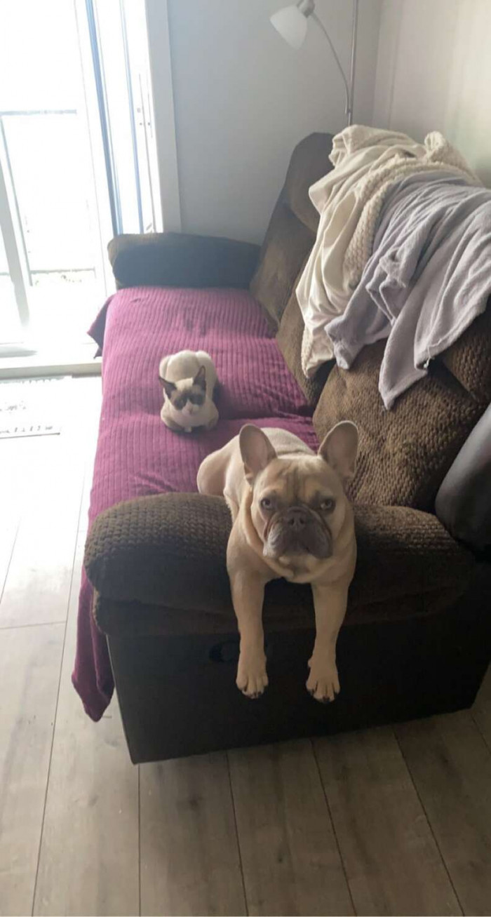 Without a doubt, that wily little cat is a lot to tolerate, but Otis actually adores him.