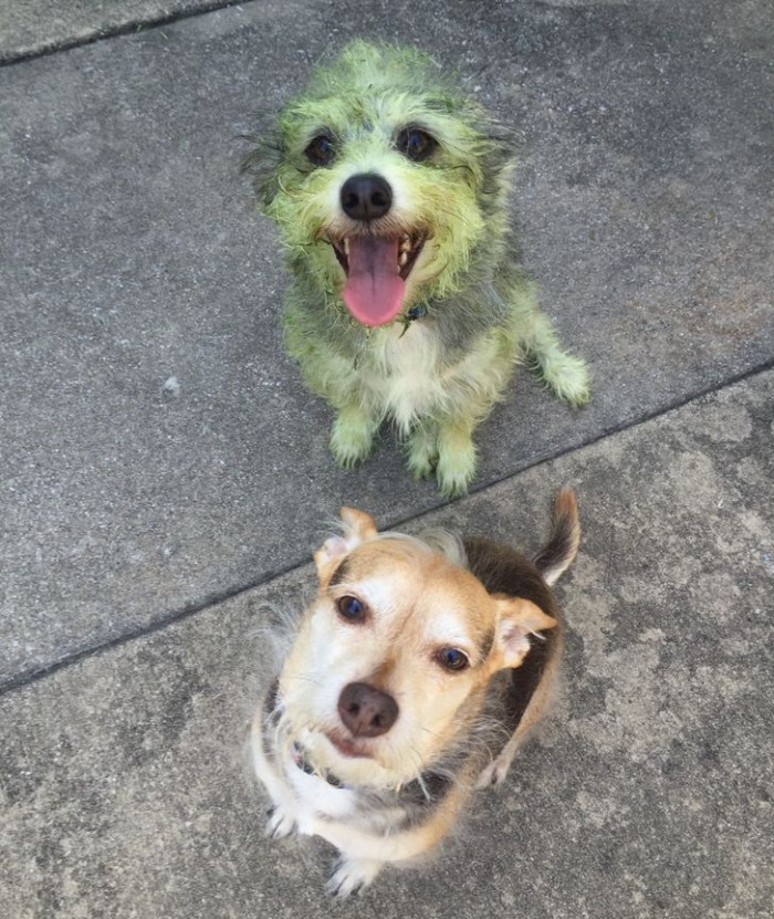 18. Spot the mischievous one.