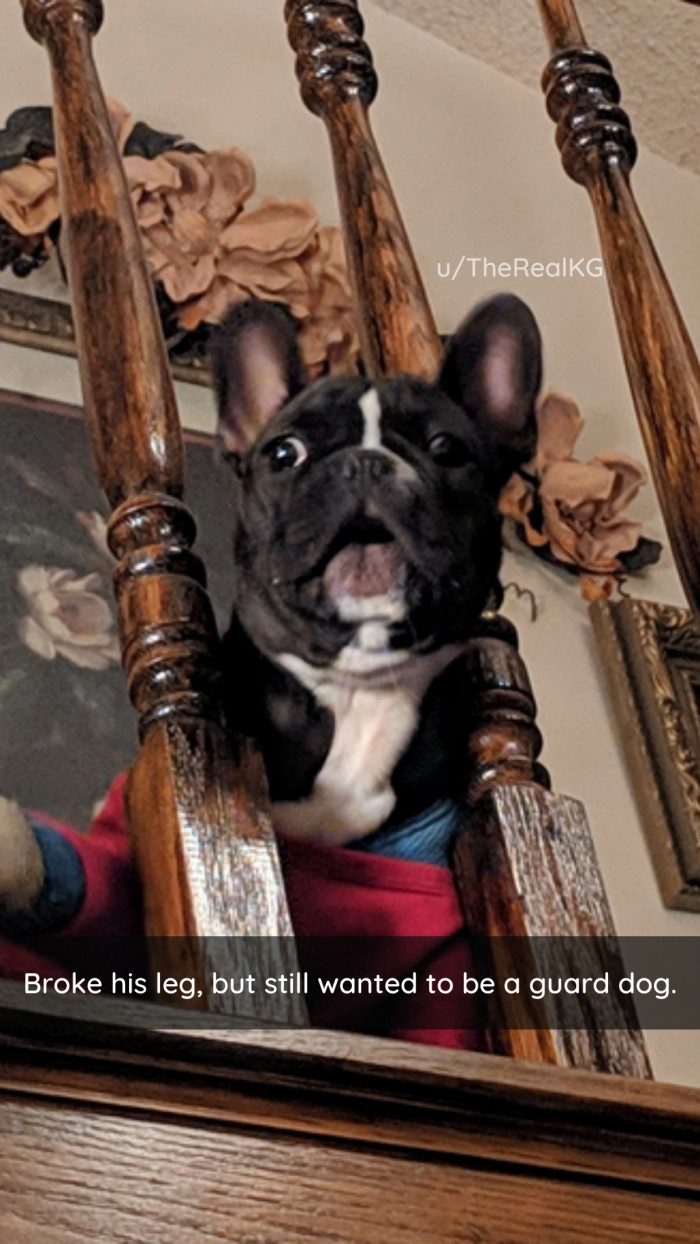 7. This dog takes his duty seriously; you have to respect that.