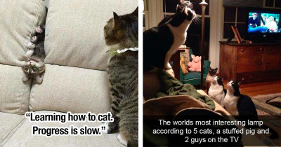 Owners Share Photos Of Their Cats Being Amusingly Crazy