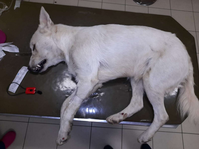 His scans were done, and they revealed that he had fortunately not suffered any spinal or brain injury.