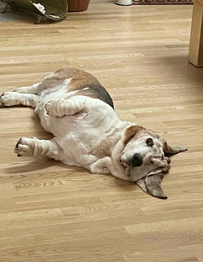 40. He's had this look ever since I stopped scratching him