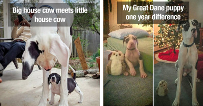 Great Danes Dogs Have No Idea How BIG They Actually Really Are