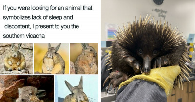 40 Lesser-Known Facts About Animals That Prove That We Are So Lucky To Exist At The Same Time As Them