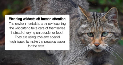 Wild Cats Are Trained For The Life In The Wild In Preparation For The Nationwide Release In 2023