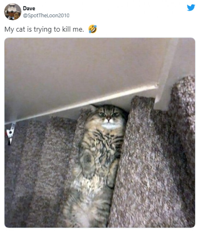 23. Ninja cat trying to blend into the environment.