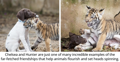 Tiger Cub Who Was Rejected By His Mother At Birth Finds Solace In The Bosom Of A Little Dog