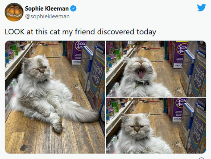 35. This fluffy bodega cat is magnificent.