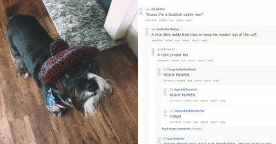 40 Great Male Dog Name Ideas