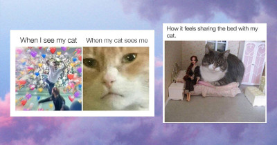 Funny And Furry Felines To Bring You Laughter And Joy