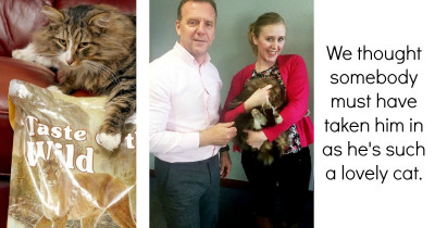 Missing Cat Found After 14 Months Living His Best Life In Pet Food Factory