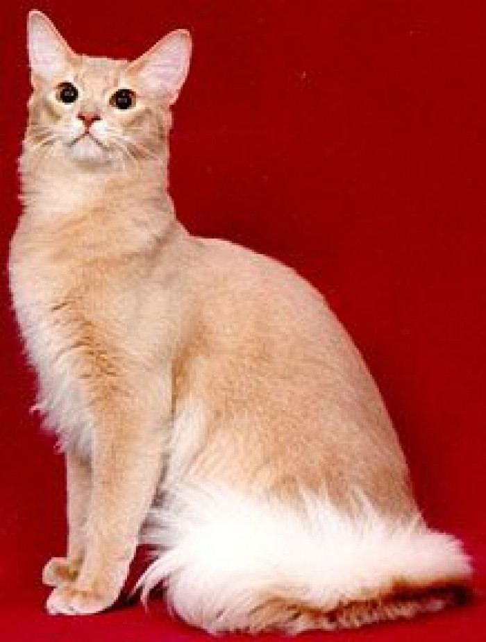 The Most Beautiful and Rare Cat Fur Colors