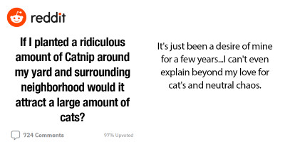 Cat-Enthusiast Wants To Know If Planting 400 Catnip Seeds Will Attract The Neighborhood Felines To Play On The Yard