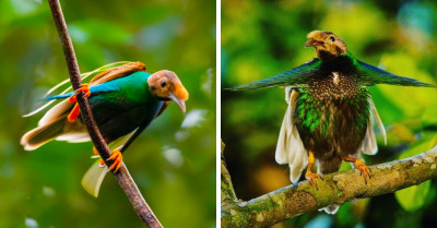 The Standardwing Bird-Of-Paradise Has A Wonderful Cape Of Long Flowing Snow White Plumes That Perfectly Completes His Violet And Lilac Color Mix