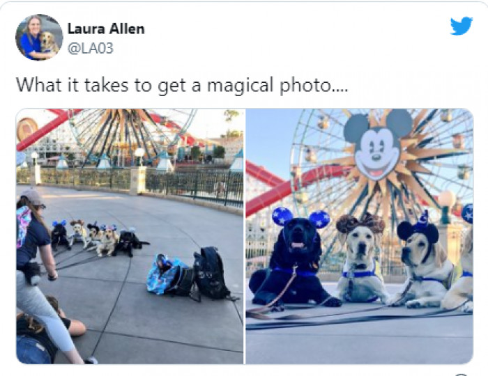 9. These dogs are certainly not slacking as they pose for the ideal Disney photograph.