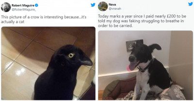 15 Animals Who Are So Cute, Funny And Freaking Exceptional To The Point That They Motivate Us