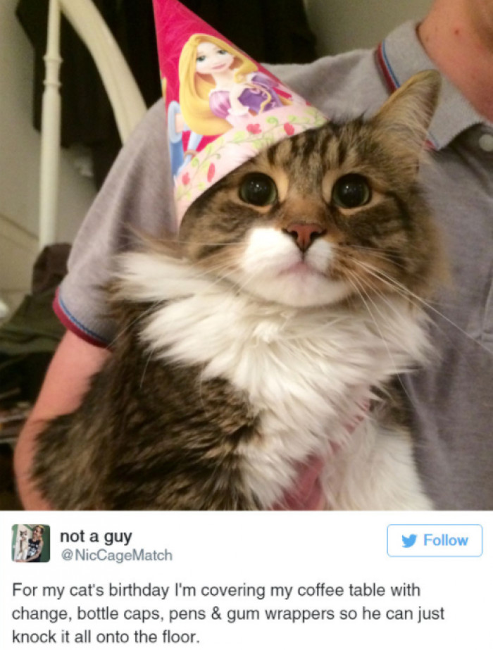 5. The perfect way to celebrate a cat's birthday