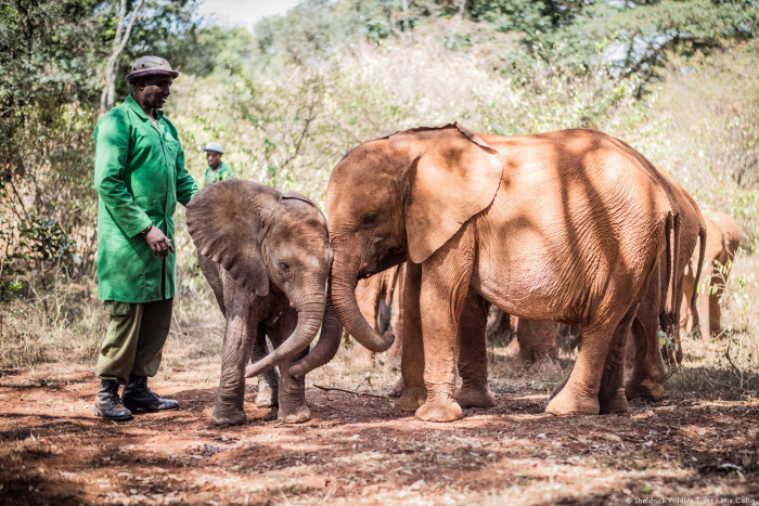 The bond brings comfort to the calves during a challenging time in their lives