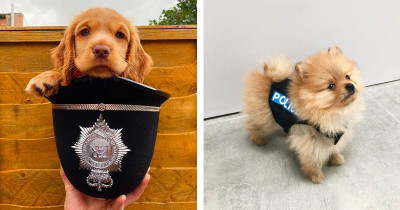 Police Puppies Challenge Stereotypes About Service Dogs