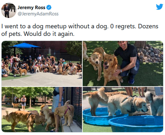 24. Dog meet-ups are a great way to hang out with dogs if you don't have one!