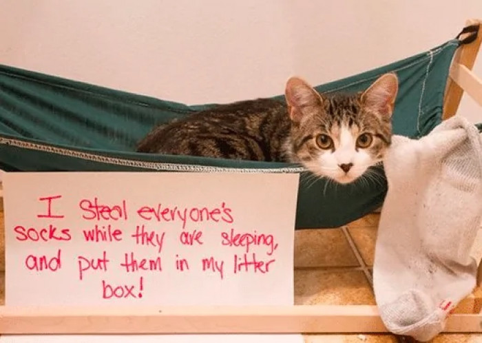 2. I steal everyone's socks while they are sleeping.