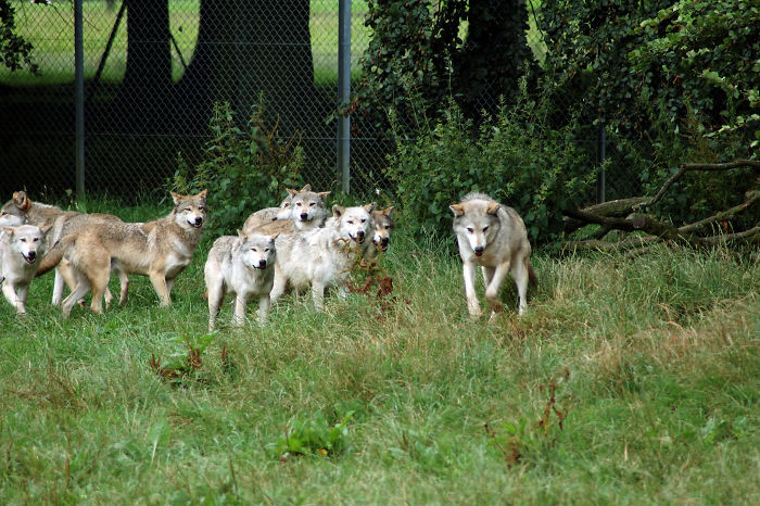 #35 Wolves Have Babysitters. Members Of The Pack Watch Over The Young When The Parents Go Hunting