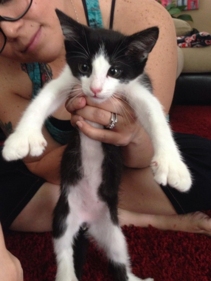 Tiny kitten with giant paws