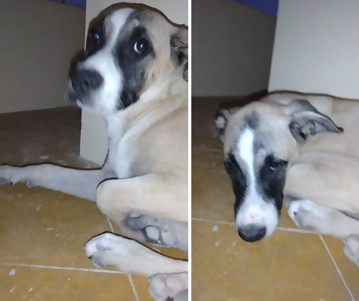 Toby will often sit outside like this, waiting for his owner until nightfall