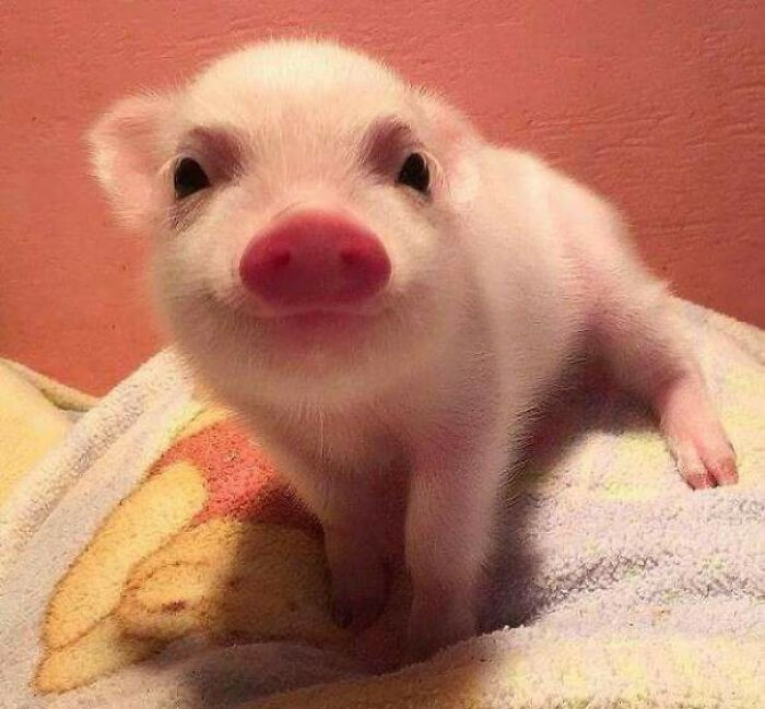 19. Smiling Piglet