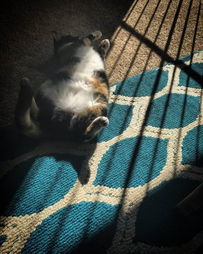 Cat lounging in a favorite spot, looking toward the doorway