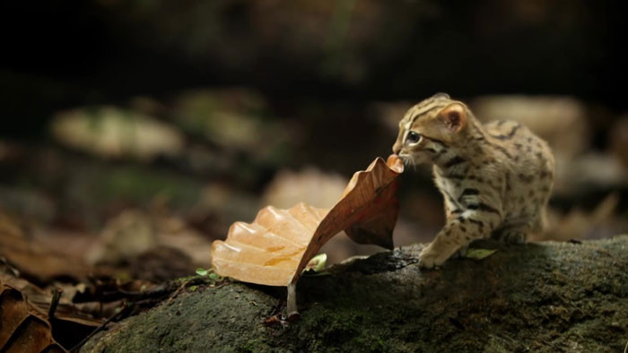 The BBC recently aired a preview of the latest episode of Big Cats, which features a near-adult rusty-spotted cat roaming the woods and searching for food in Sri Lanka.
