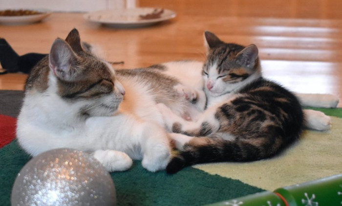 Volunteers or shelter staff assist during the reunion, comforting the cat.