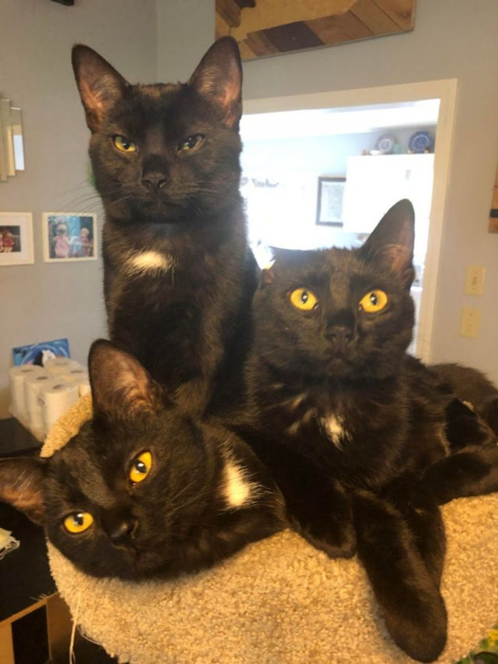 7. "They used to all fit on the top of the cat tree when they were kittens. They still try, though."