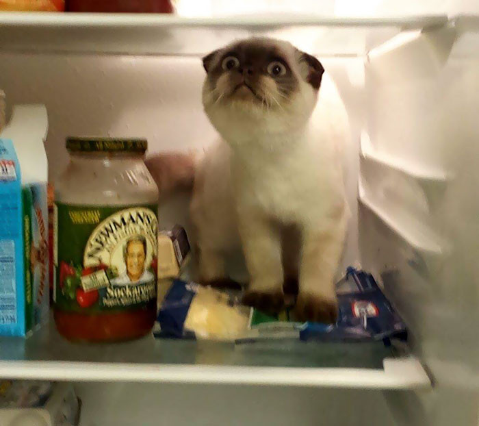 44. "My boy always tries to jump in the fridge when I open it. This was the first time he made it in."
