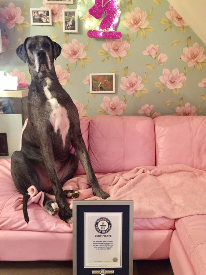 He's go big he has his own Guinness World Record!