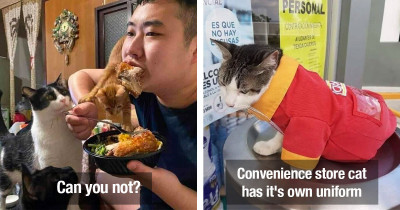 Cat Posts From Across The Internet Lately Are Guaranteed To Make You Laugh