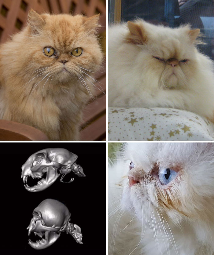 #5 Flat Faced Cat Breeds