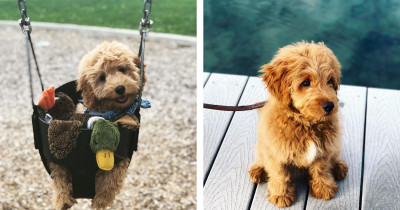 These Adorable Pictures of Doodles Will Make You Want to Adopt a Dog ASAP