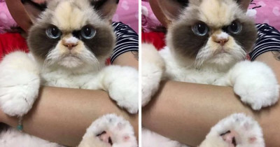 The Newly Discovered Grumpy Cat Looks Furious, and the Internet Is Loving It