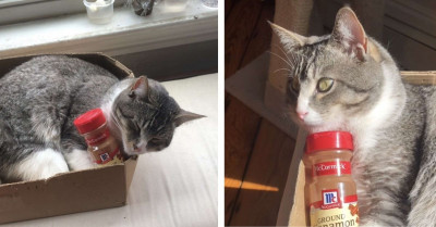Cat Found An Empty Cinnamon Bottle And Is Now Obsessed With It