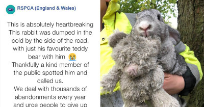 Rabbit Clings To Only Source Of Comfort After Being Dumped By Owner On The Side Of The Road