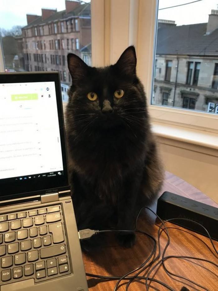 Muffin, Phil Collins the cat, and Frank lounging on office equipment