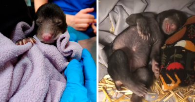 Dog Found a Baby Animal and Brought It Home, and It Turned Out to Be a Bear Cub