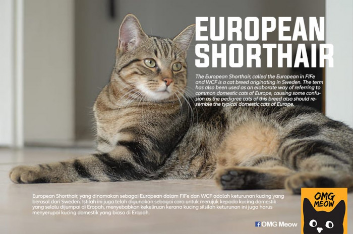 6. European Shorthair