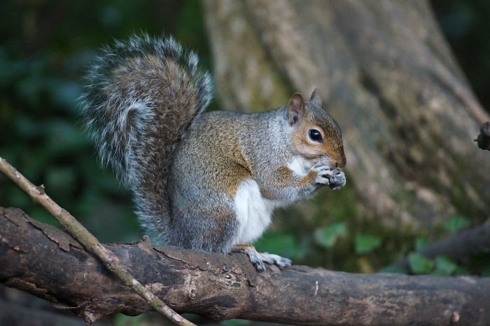 #28 Hundreds Of Trees Become Seedlings Every Year Because Of Squirrels Forgetting Where They Buried Their Food