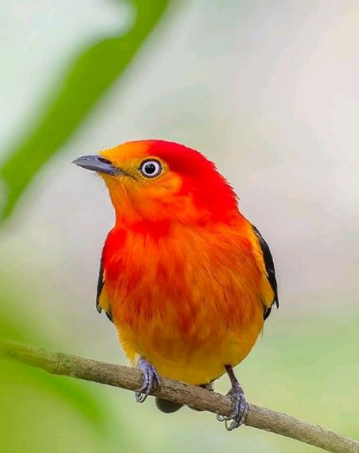 Presenting the band tailed Manakin